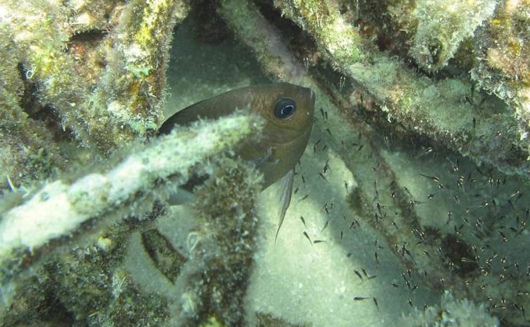 Descubrimiento ayudará a entender mejor el proceso de adaptación de los peces. Foto: EFE