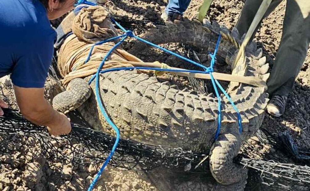 Elementos de seguridad llevaron al animal a su habitad natural (06/10/2025). Foto: Especial