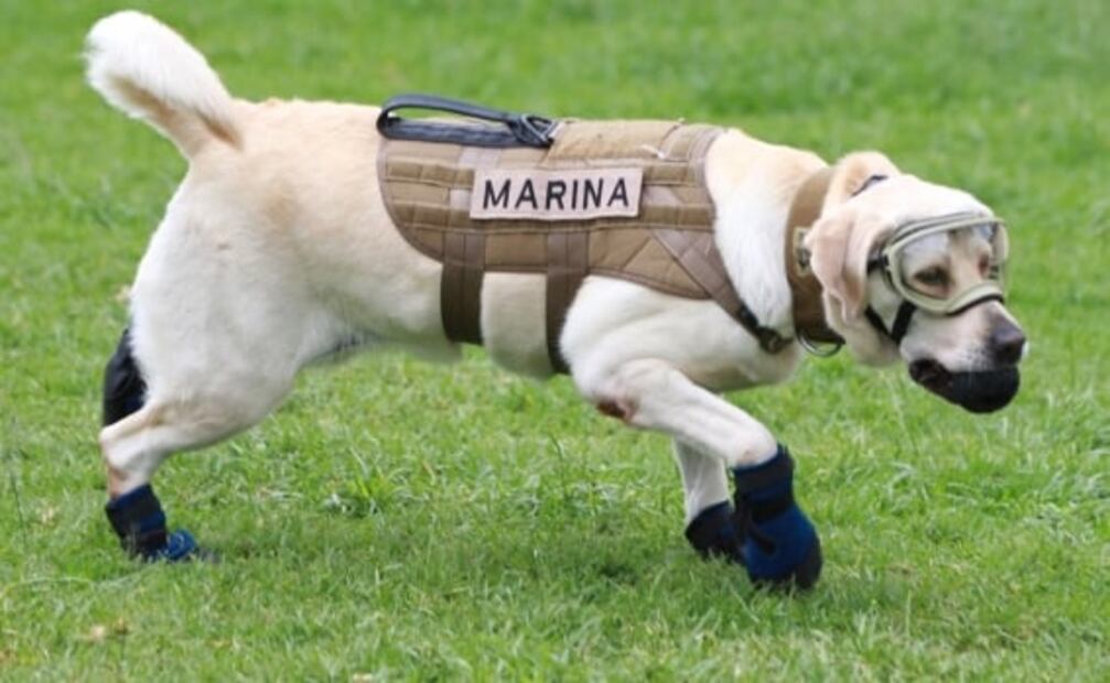 Héroes de 4 patas en la vida real y en la ficción