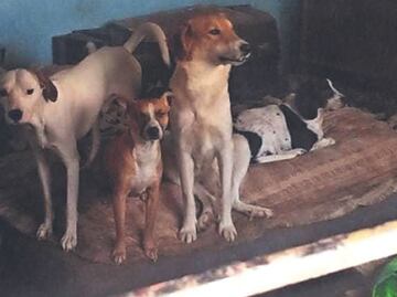 Captan a carnicero desollando a perro para vender su carne en mercado de Sonora