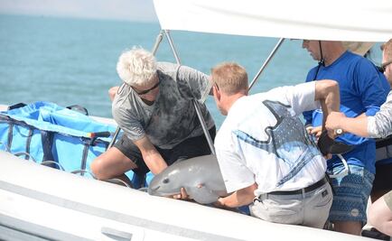​Alista Semarnat cambios en programa de extinción de la vaquita marina