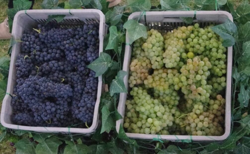 Finca Sala Vivé celebró la vigésimo primera fiesta de la vendimia