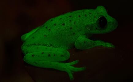 Descubren una rana que brilla en la oscuridad