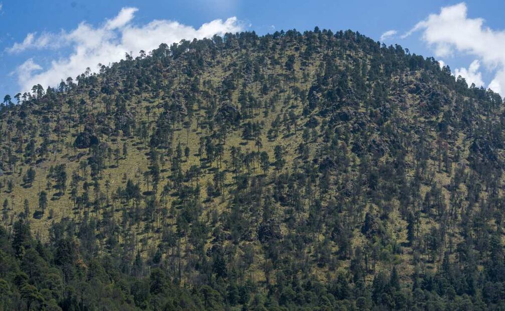 La vegetación de la zona del Nevado de Toluca ha disminuido sobre todo en la parte alga de los cerros cercanos, imagen del 25 de marzo de 2025. Foto: Cristanta Espinosa/ Cuartoscuro