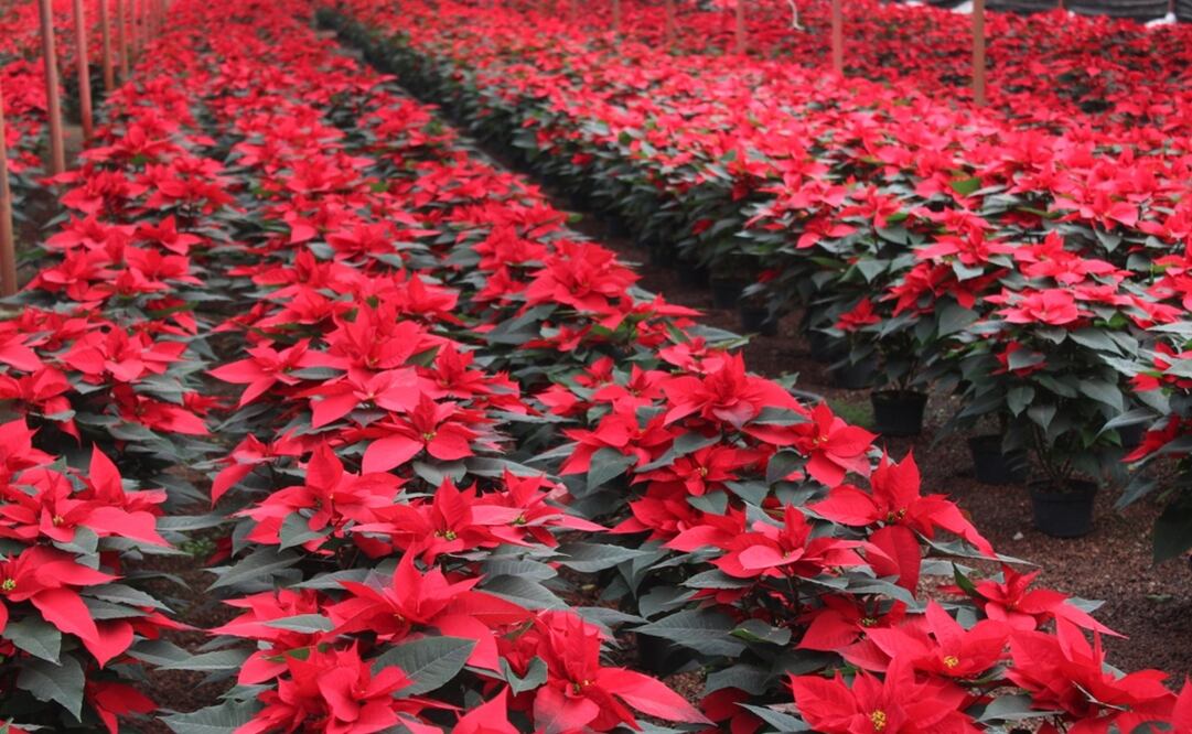 Floricultores de la zona chinampera ofertan sus productos de excelente calidad y a buen precio. Foto: Especial 