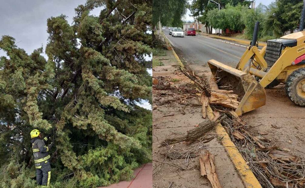 Las autoridades locales solicitaron el apoyo de la Comisión Federal de Electricidad, pues los árboles están sobre cables de energía eléctrica. Foto: Especial