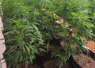 Aseguran invernadero de marihuana en comunidad indígena de Hermosillo, Sonora; no se reportan detenidos