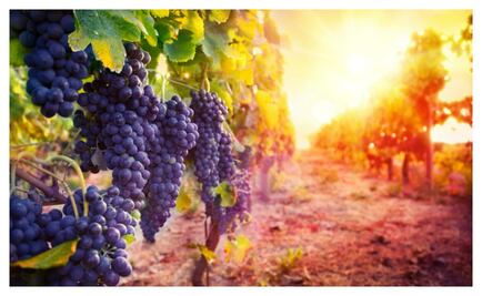 La uva Malbec, insignia de Argentina