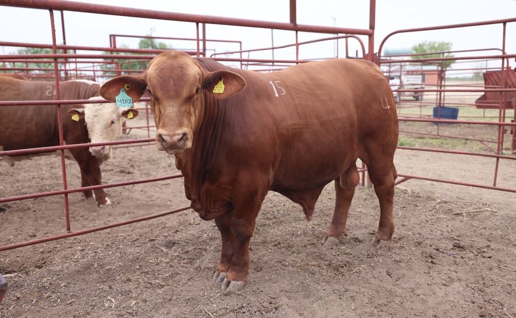 El Gusano Barrenador afecta principalmente al ganado. Foto: Especial