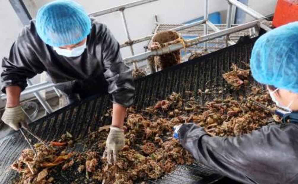 China utiliza cucarachas para reducir residuos urbanos