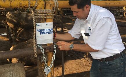 Investigan 16 rastros de Tamaulipas por uso de clembuterol