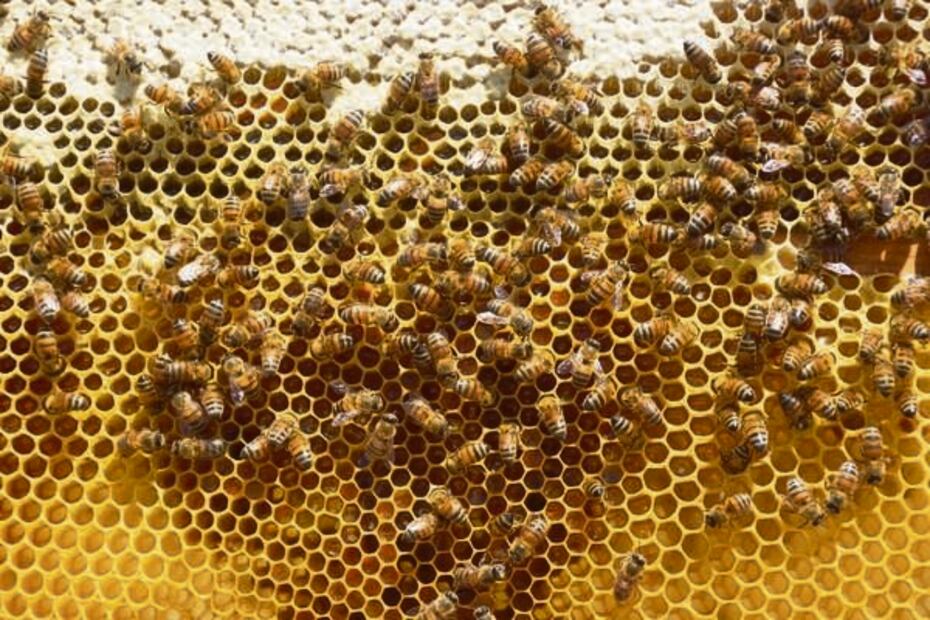 Panal. Foto: Especial