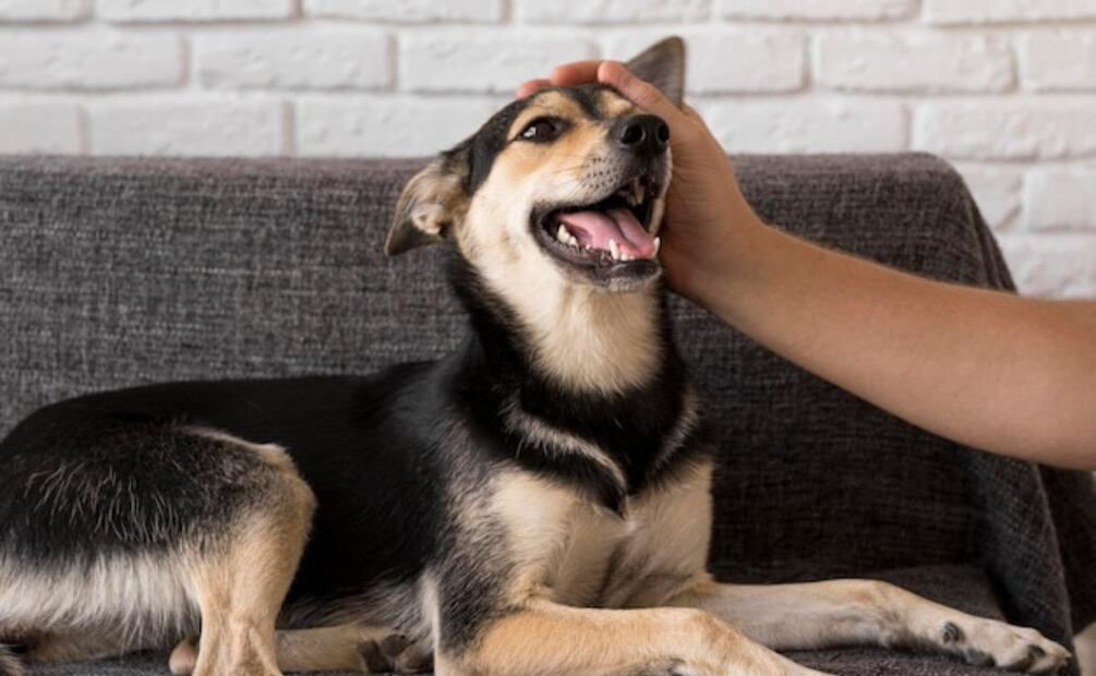 El lenguaje corporal de los perros es una ventana a su mundo emocional. Fuente: Freepik.
