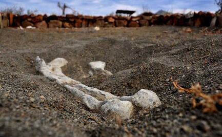 Descubren restos de un dinosaurio que existió hace 190 millones de años 