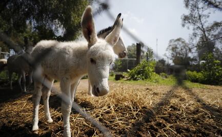 Tratan la covid-19 con suero de plasma de burros en Bolivia