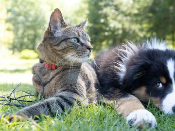 CURP para mascotas: ¿cómo descargarlo gratis desde tu celular?
