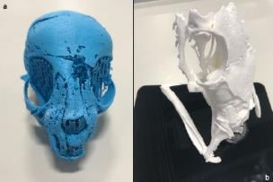 Secretos de momias de animales, develados con tecnología de imágenes 3D