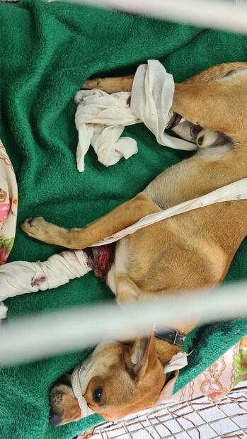 Tras ser rescatado, se recupera y ahora busca una nueva vida. FOTO. Especial/ EL UNIVERSAL/