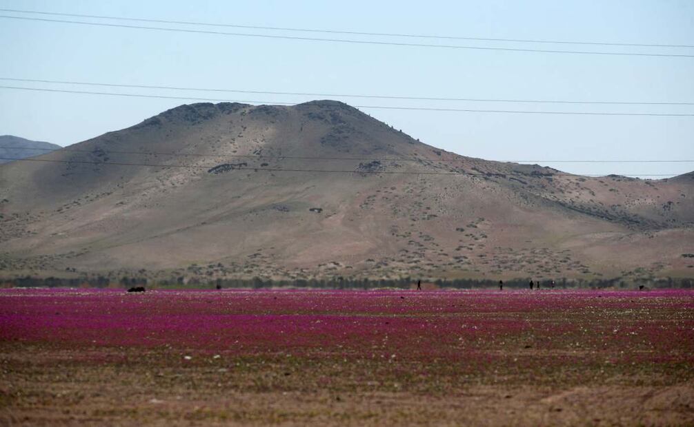 Fotografía del 28 de septiembre de 2025 que muestra flores en el desierto de Atacama, en Copiapó (Chile). Como todas las primaveras australes, el desierto de Atacama, uno de los más áridos del mundo, destapó su mágica y única floración, que inundó las desoladas planicies de vivos colores. Foto: EFE