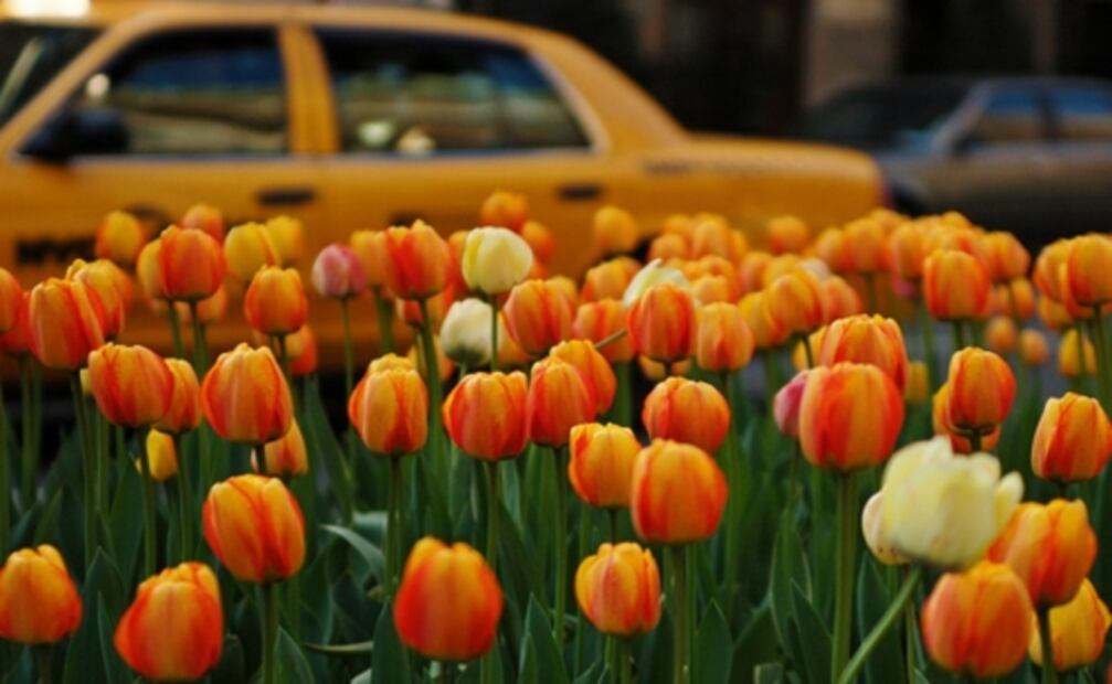 Elige las flores para mamá según el significado de su color