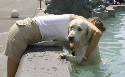 ¿Tienes una mascota? Cuídala así ante la ola de calor