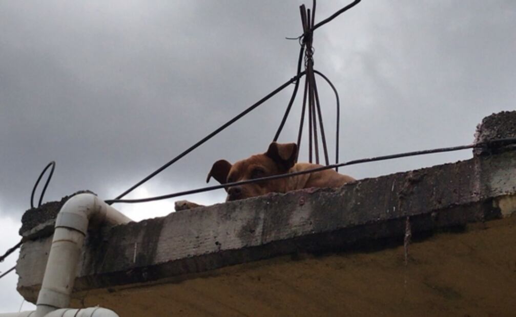Rescatan a más de 40 mascotas en zona del deslave en el Cerro del Chiquihuite