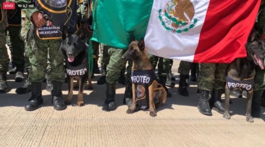"Bienvenido a México, Proteo": reciben al perro rescatista que murió en Turquía