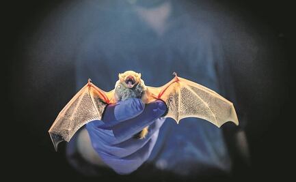 Confirman contagio de rabia en niños que fueron mordidos por un murciélago en Oaxaca 