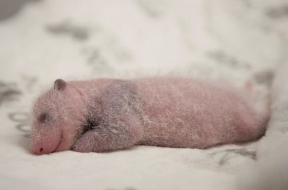 Nacen dos cachorros de panda gigante en zoológico de Berlín 