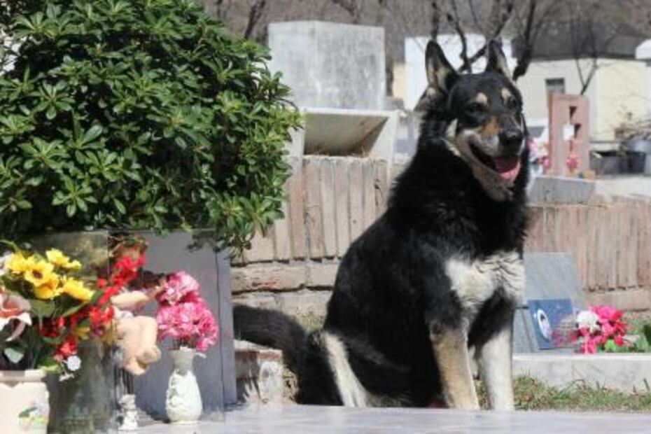 Muere 'Capitán', el perro que veló durante 11 años la tumba de su dueño