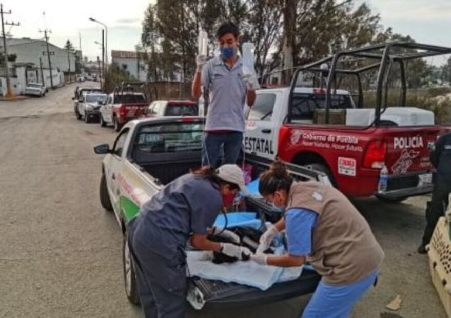 "Esponjoso” uno de los lomitos sobrevivientes de la explosión de Xochimehuacán, Puebla
