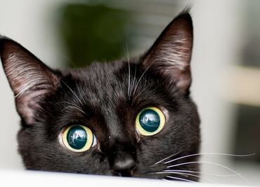 El sorprendente desenlace del misterio del "asesino de gatos" de Londres
