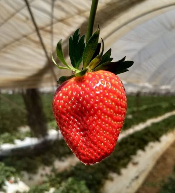 Frutos rojos mexicanos, a la conquista del mundo 