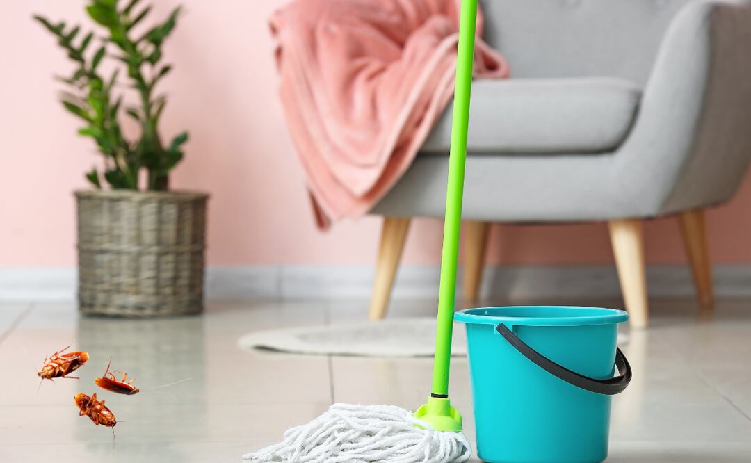 Un remedio natural y efectivo para mantener tu hogar libre de plagas durante la temporada de calor y lluvias.
Foto: El universal