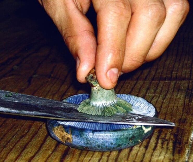 Conoce el hongo azul y sus beneficios