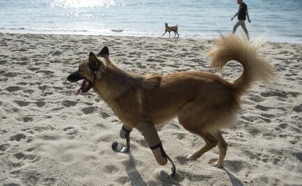 ​Cola, el primer perro en usar prótesis similares a las de Pistorius