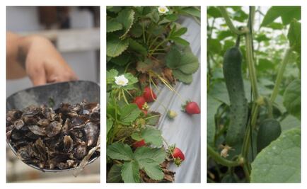 ¿Sabes qué se cultiva en Baja California?