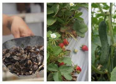 ¿Sabes qué se cultiva en Baja California?