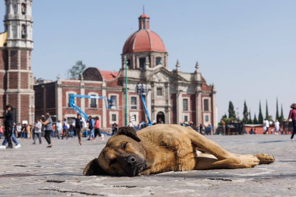 Decenas de perritos que llegan con las peregrinaciones a la Basílica de Guadalupe, son abandonados cada año. (Foto: Yaretzy M. Osnaya/ EL UNIVERSAL)