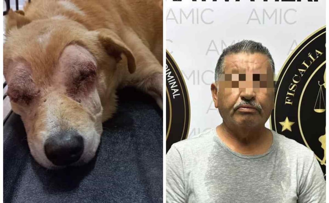 Joél “N” atacó en repetidas ocasiones en la cabeza y otras partes del cuerpo con un objeto punzocortante al perrito “Rirry”, quien perdió la vista. Foto: Especial