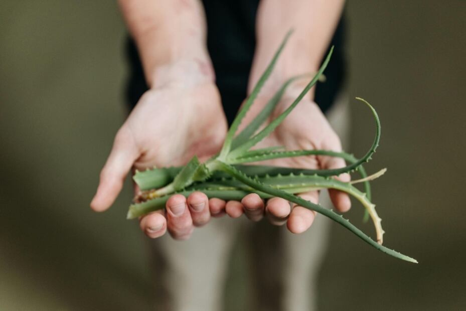 El aloe vera tiene propiedades antiinflamatorias. Foto: Pexels