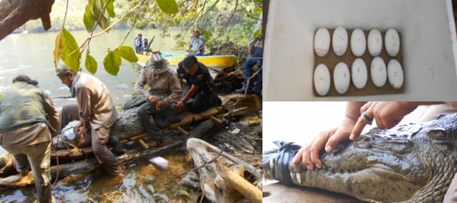 Foto: tomada de profepa.gob.mx