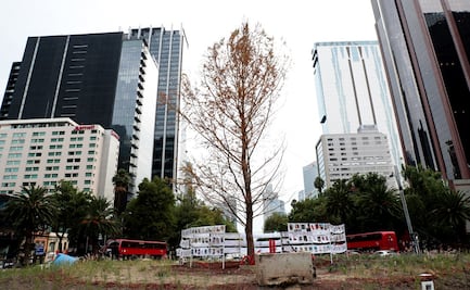 Ahuehuete de Reforma conserva energía ante proceso de estrés, reporta Sedema 