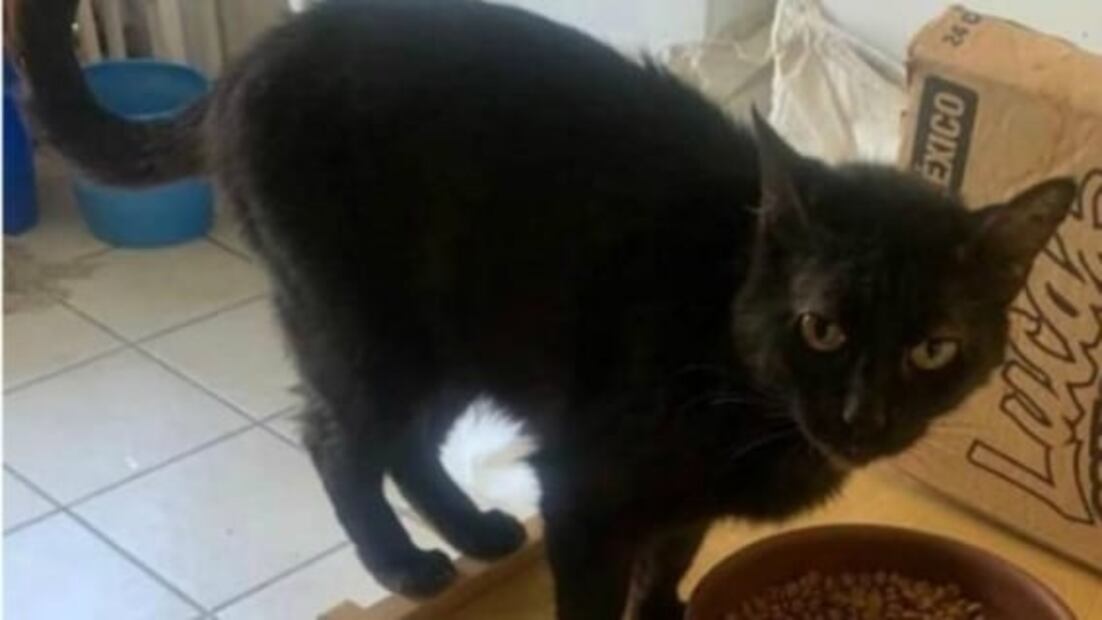 Sentencian a hombre que atropelló a un gato en León, Guanajuato