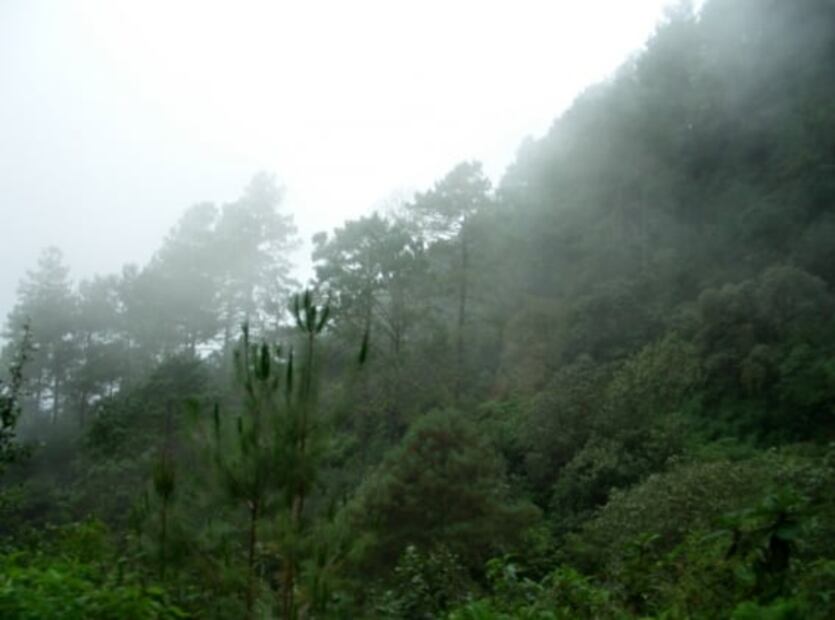 Súbete a un columpio extremo en Ben'Zaa, un bosque de niebla en Oaxaca