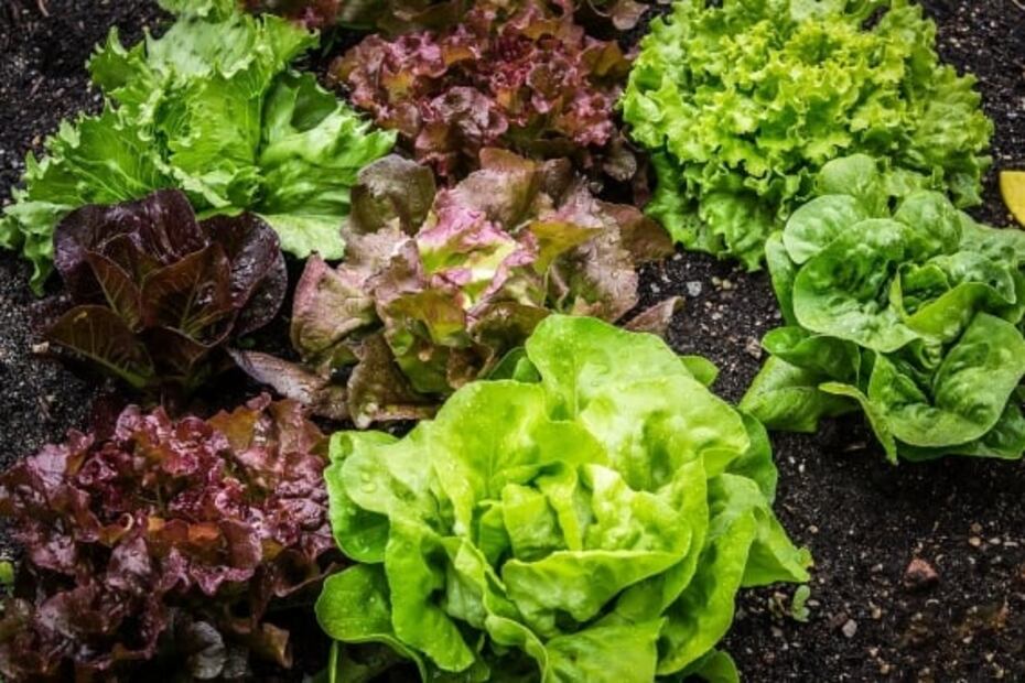 Las propiedades de la lechuga y cómo disfrutarla fuera de las ensaladas