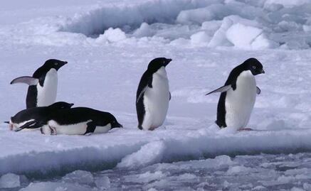Miles de crías de pingüinos mueren de hambre en la Antártida
