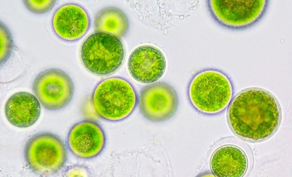 Microalga Tetraselmis. Fuente: Twitter @mispeces