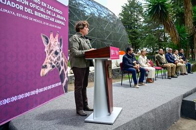 La  jirafa "Cosmo" se suma a la familia del Parque Ecológico Zacango