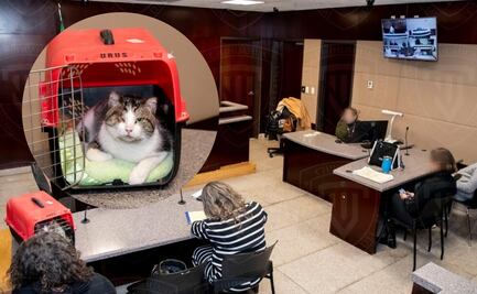 "Gatito", el caso de tortura animal que logró la primera sentencia en Chihuahua a favor de las mascotas; su agresor permanece preso